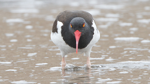 American Oystercatcher (Haematopus palliatus)