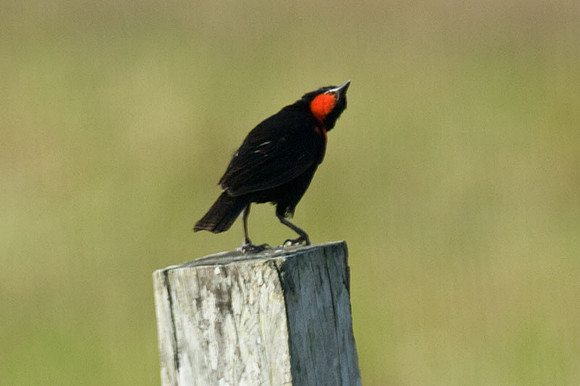 Red-breasted Blackbird (Sturnella militaris)