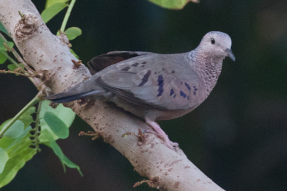 Common Ground Dove (Columbina passerina)