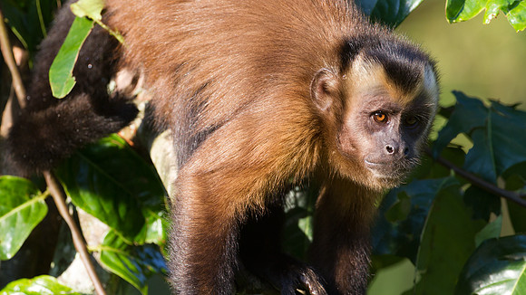 Brown capuchin (Cebus apella)