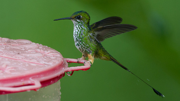 Booted Racket-tail (Ocreatus underwoodii)