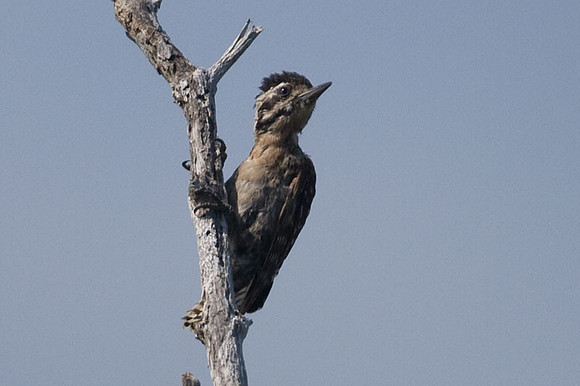Ladder-backed Woodpecker (Picoides scalaris) female