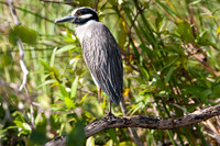 Yellow-crowned Night-Heron (Nyctanassa violacea)