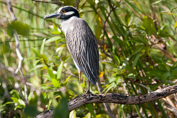 Yellow-crowned Night-Heron (Nyctanassa violacea)