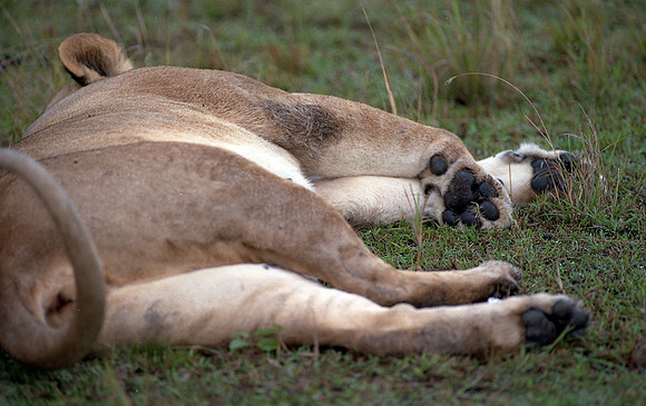 1988 Africa Lion img478