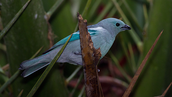 Blue-grey Tanager (Thraupis episcopus)