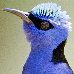 Red-legged Honeycreeper (Cyanerpes cyaneus)
