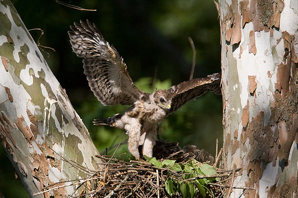 Red-shouldered Hawk (Buteo lineatus) juvenile