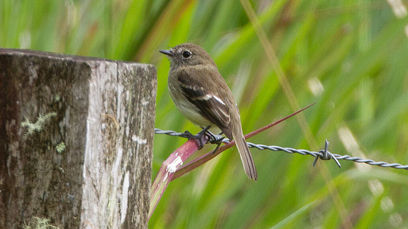 Olive-chested Flycatcher (Myiophobus cryptoxanthus)