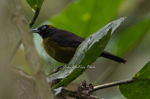 Dusky-faced Tanager (Mitrospingus cassinii)