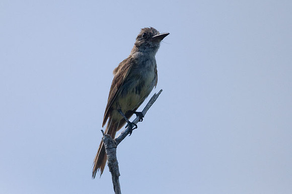 Brown-crested Flycatcher (Myiarchus tyrannulus)