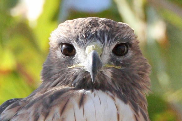 Red-tailed Hawk (Buteo jamaicensis)