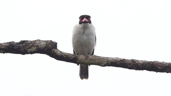 Masked Tityra (Tityra semifasciata)