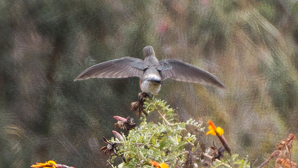 Giant Hummingbird (Patagona gigas)