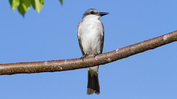 Loggerhead Kingbird (Tyrannus caudifasciatus)