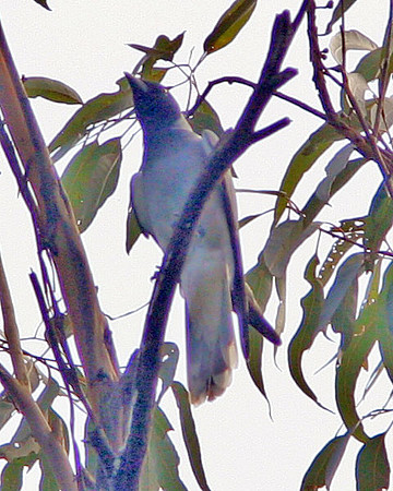 Masked Woodswallow (Artamus personatus)