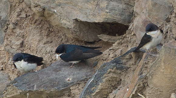 Blue-and-white Swallow (Notiochelidon cyanoleuca)