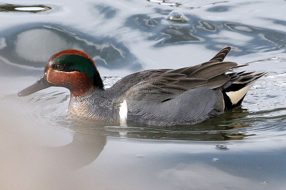 Green-winged Teal (Anas carolinensis) male