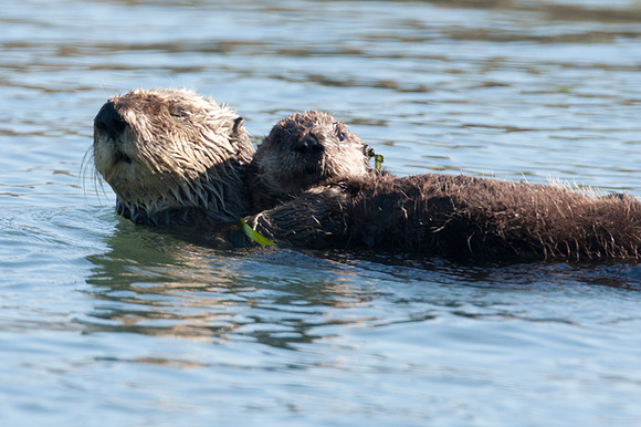 Sea Otter (Enhydra lutris)
