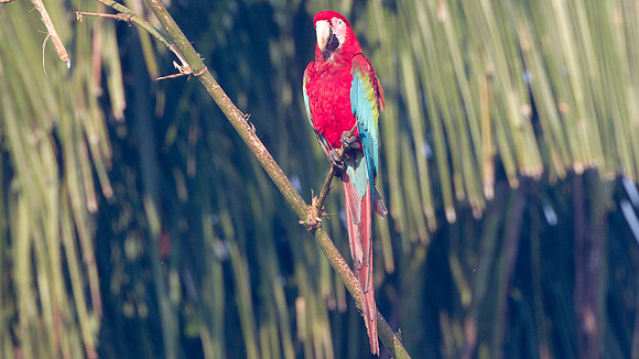 Red-and-green Macaw (Ara chloropterus)
