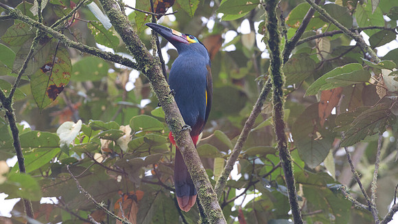 Plate-billed Mountain Toucan (Andigena laminirostris)