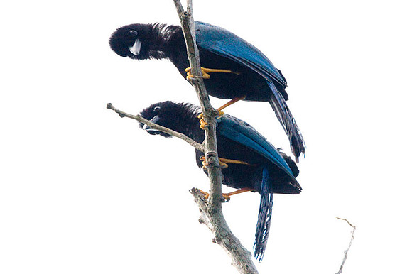 Yucatan Jays (Cyanocorax yucatanicus)