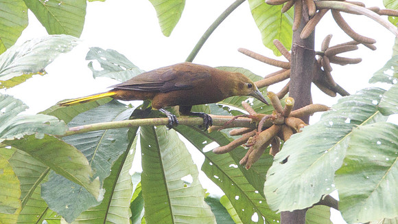 Russet-backed Oropendola (Psarocolius angustifrons)