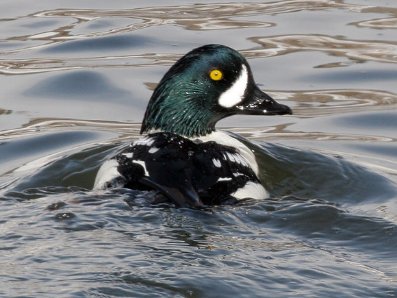 Barrow's Goldeneye (Bucephala islandica) male