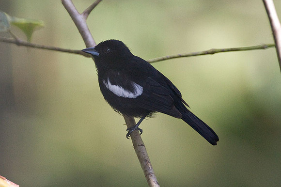 White-shouldered Tanager (Tachyphonus luctuosus) male