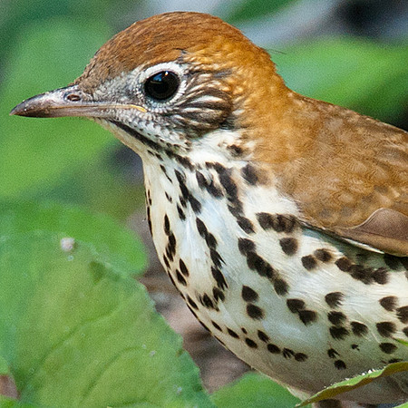 Wood Thrush (Hylocichla mustelina)