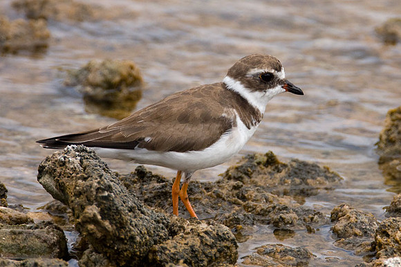 Semipalmated Plover (Charadrius semipalmatus)