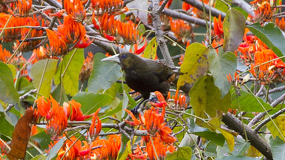 Russet-backed Oropendola (Psarocolius angustifrons)