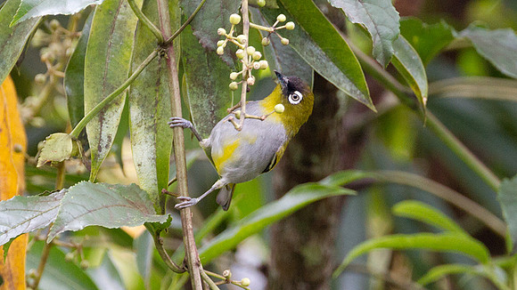 Black-capped White-eye (Zosterops atricapilla)