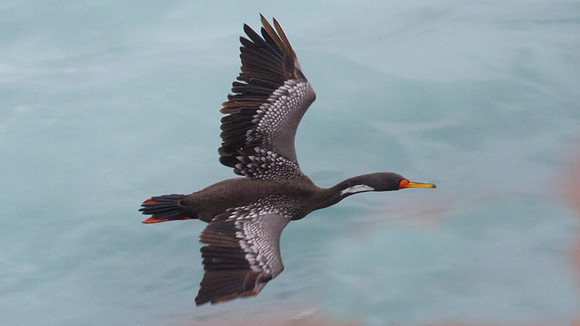 Red-legged Cormorant (Phalacrocorax gaimardi)