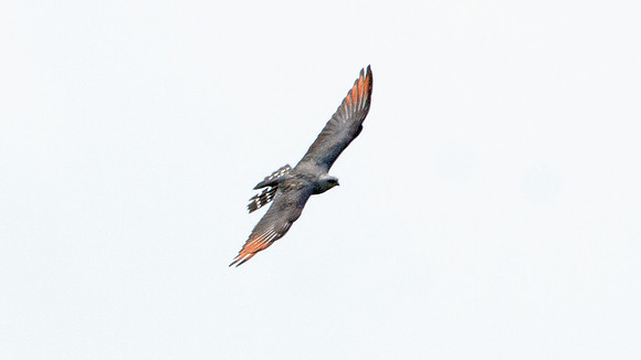 Plumbeous Kite (Ictinia plumbea)