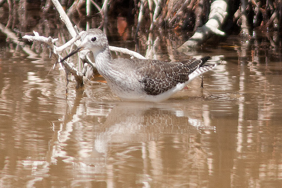 Lesser Yellowlegs (Tringa flavipes)