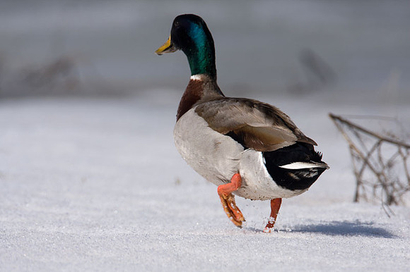 Mallard (Anas platyrhynchos)