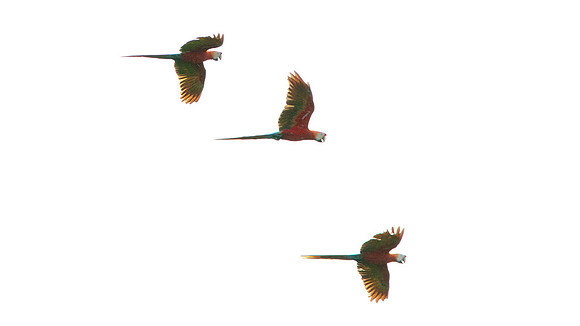 Red-and-green Macaw (Ara chloropterus)