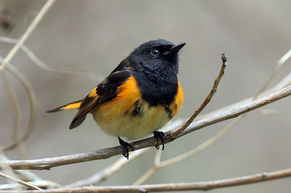 American Redstart (Setophaga ruticilla)