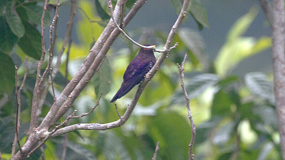 ?Violet Cuckoo (Chrysococcyx xanthorhynchus)? male