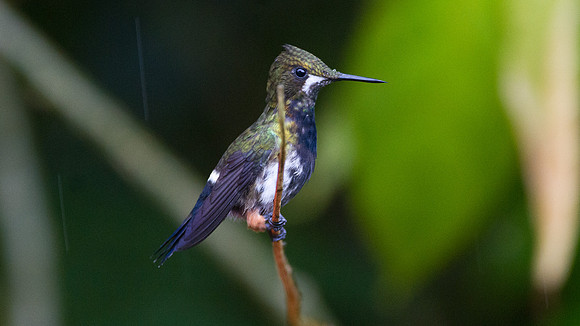 Black-bellied Thorntail (Discosura langsdorffi)