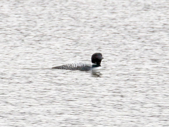 Great Northern Loon (Gavia immer) also known as Common Loon or Great Northern Diver