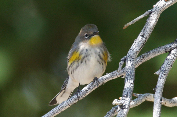 Audubon's Warbler (Dendroica coronata auduboni)
