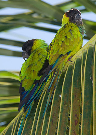 Nanday Parakeet (Nandayus nenday) also known as the Black-hooded Parakeet or Nanday Conure