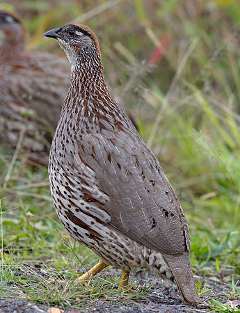 Erckel's Francolin (Pternistis erckelii)
