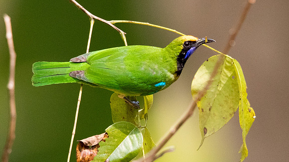 Golden-fronted leafbird (Chloropsis aurifrons)