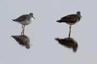 Greater Yellowlegs (Tringa melanoleuca)