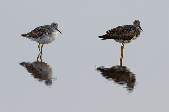 Greater Yellowlegs (Tringa melanoleuca)