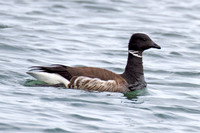 Brant Goose (Branta bernicla)