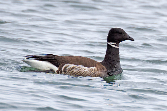 Brant Goose (Branta bernicla)
